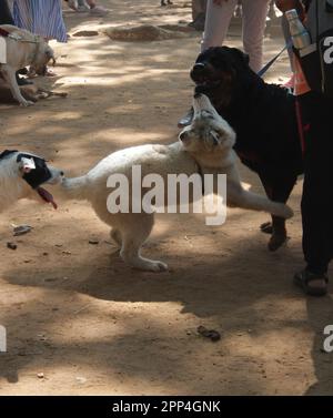 Sibirien Husky in Petpark ohne Besitzerfoto Stockfoto