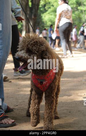 Pudelhund im Park Stockfoto