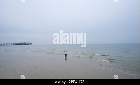 Brighton UK 22. April 2023 - Ein einsamer Ködergräber macht das Beste aus der Ebbe am Brighton Beach an einem düsteren grauen Morgen entlang der Südküste : Credit Simon Dack / Alamy Live News Stockfoto