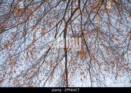 Dünne Äste einer Birke im Vollbildmodus Stockfoto