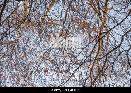 Dünne Äste einer Birke im Vollbildmodus Stockfoto