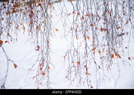 Dünne Äste einer Birke im Vollbildmodus Stockfoto