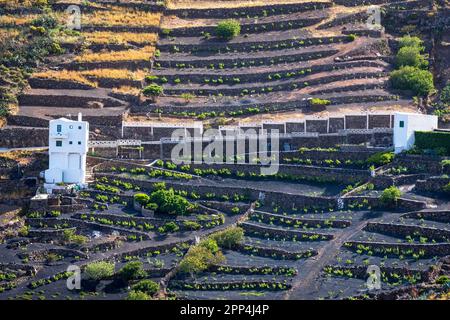 Terrassenfeld auf Lanzarote, Kanarische Inseln, Spanien Stockfoto