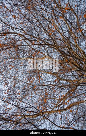 Dünne Äste einer Birke im Vollbildmodus Stockfoto