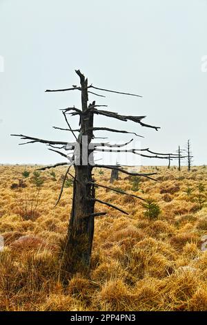 Tote Bäume, Noir Flohay, High Fens, Belgion Stockfoto