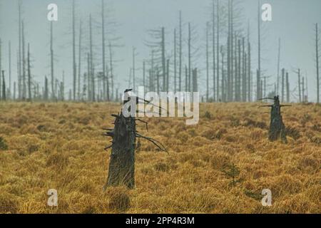 Noir Flohay, High Fens Naturpark, Belgien im Nebel Stockfoto