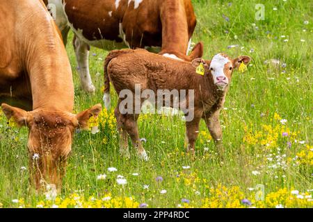 Zwei Kühe verschiedener Farben und ein süßes junges Kalb, das auf einer blumigen Wiese steht. Schwarzwald, Deutschland. Stockfoto