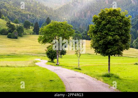 Landschaft im Schwarzwald bei Menzenschwand. Bäume, Wiesen, eine kleine Straße, eine Bank und ein Wald zur goldenen Stunde. Deutschland Stockfoto