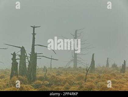 Noir Flohay, High Fens Naturpark, Belgien im Nebel Stockfoto