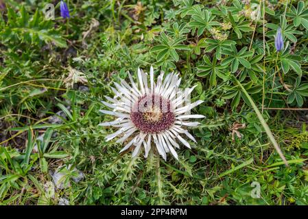 Carlina acaulis, die Stiellose Carline-Distel. Foto in der Mieming Range, am See de Seebensee, Bundesstaat Tirol, Österreich. Stockfoto