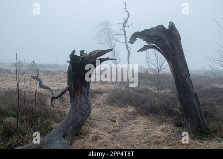 Noir Flohay, High Fens Naturpark, Belgien im Nebel Stockfoto