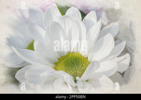 Ein digitales Aquarellgemälde einer blühenden weißen Gerbera-Blume in einer natürlichen Gartenumgebung mit geringer Schärfentiefe. Stockfoto