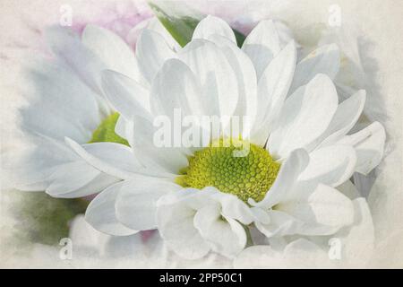 Ein digitales Aquarellgemälde einer blühenden weißen Gerbera-Blume in einer natürlichen Gartenumgebung mit geringer Schärfentiefe. Stockfoto