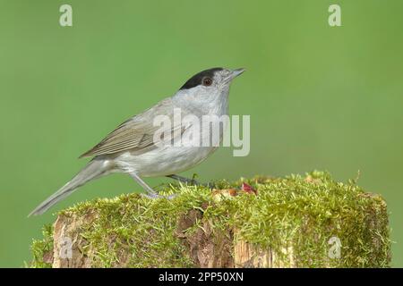 Schwarzkappen (Sylvia atricapilla), männlich, Apfelstücke essen, auf moosbedeckten Baumstumpf sitzen, Singvögel, Tiere, Vögel, Zugvogel, Siegerland Stockfoto