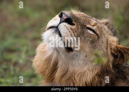 Löwe (Panthera leo), junger Mann, Portait, Inyati Wildreservat, Kruger-Nationalpark, Mpumalanga, Südafrika Stockfoto