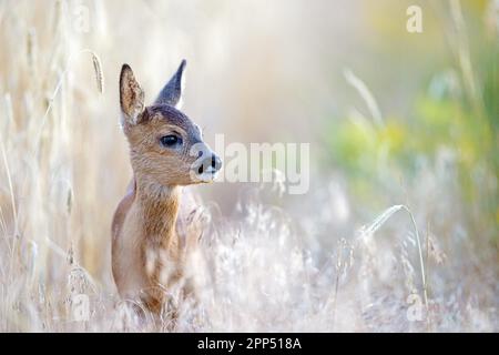 Nahaufnahme, europäischer Reh (Capreolus capreolus), am Feldrand stehendes Fawn, Fawn, Wild, Wiese, draußen, Sachsen-Anhalt, Deutschland Stockfoto