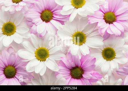 Draufsicht farbenfrohe Frühlings-Gänseblümchen Stockfoto