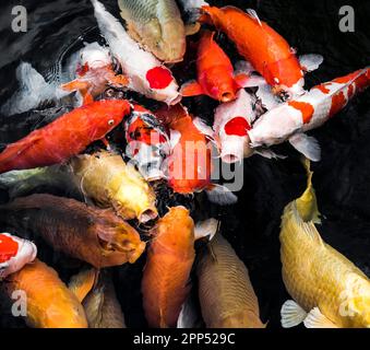 Blick von oben auf bunte Koi-Fische. Hochauflösendes Foto Stockfoto