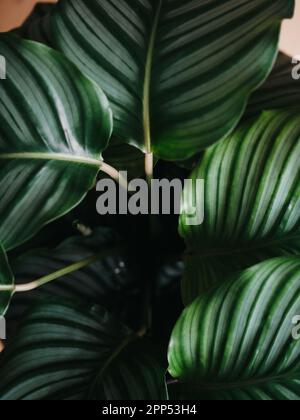 Calathea Orbifolia grüner natürlicher Laubhintergrund. Draufsicht Stockfoto