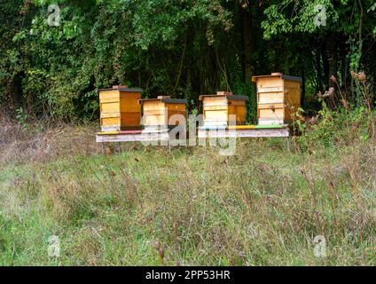 Bienenzucht - Bienen fliegen zu einem Holzbart Stockfoto