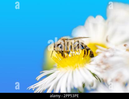 Makro einer Biene, die Nektar bei einem weißen Aster sammelt Blüte Stockfoto