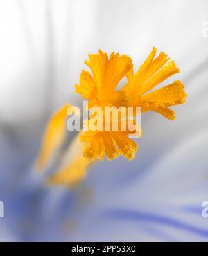 Stempel einer weißen Krokusblüte Stockfoto