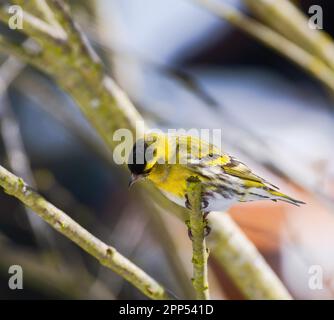 Männlich black-headed Goldfinch sitzen auf einem Zweig Stockfoto