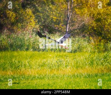 Ein Storch fliegt über eine Wiese Stockfoto