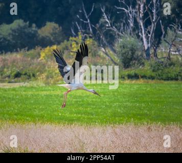 Ein Storch fliegt über eine Wiese Stockfoto