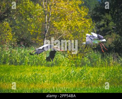 Zwei weiße Störche fliegen über eine Wiese Stockfoto