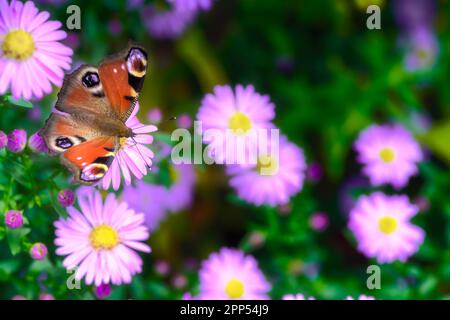 Makro einer getönten Dame Schmetterling auf einer rosa Aster Blume Stockfoto
