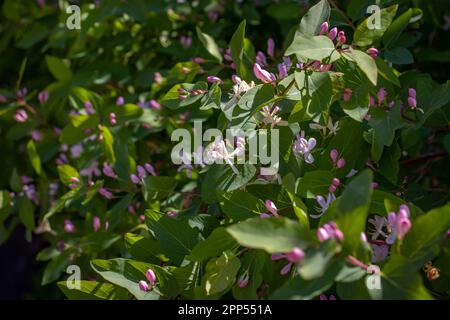 Blühender Frühlingssonnenbusch im Garten Konzeptfoto. Auf dem Land im Frühling. Frühlingspark-Blütenhintergrund Stockfoto