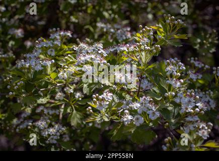 Blühende Choisya-Zweige im Wald im Frühlingsfoto. Sonnige Landschaft im Frühling. Frühlingspark-Blütenhintergrund Stockfoto