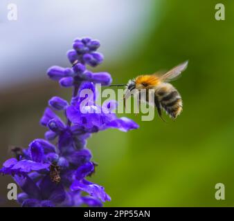 Makro einer gemeinen Carderbiene, die zu einer violetten Salbeiblüte fliegt Stockfoto