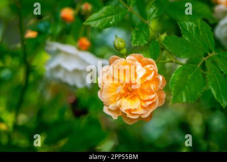 Blüte eines orange wandernden Rosenblütenbusches Stockfoto