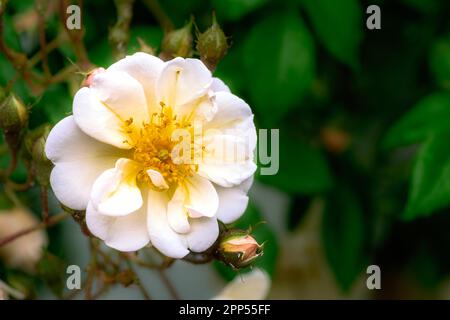 Blüte eines weißen wandernden Rosenblütenbusches Stockfoto