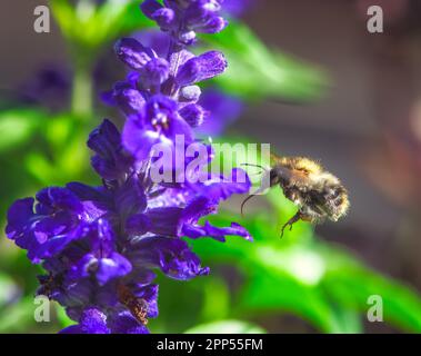 Makro einer gemeinen Carderbiene, die zu einer violetten Salbeiblüte fliegt Stockfoto