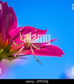 Makro einer Gartenspinne auf einer rosa Dahlienblüte Stockfoto