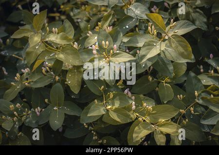 Blühender Frühlingsregnerbusch im Garten Konzeptfoto. Auf dem Land im Frühling. Frühlingspark-Blütenhintergrund Stockfoto