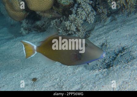 Rotseehirsch (Sufflamen albicaudatus), Tauchplatz Hausriff, Mangrove Bay, El Quesir, Rotes Meer, Ägypten Stockfoto