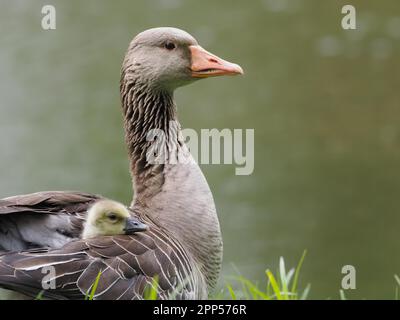 Graugans (Anser anser), Küken, Gosling, Baby, im Gefieder des erwachsenen Vogels, Hessen, Deutschland, Europa Stockfoto