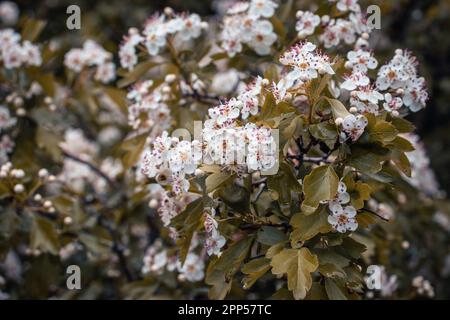 Blühende Choisya-Zweige im Wald im Frühlingsfoto. Regnerische Landschaft in der Frühlingssaison. Frühlingspark-Blütenhintergrund Stockfoto