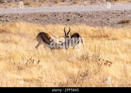 Teleaufnahme von zwei Impalas, Aepyceros melampus, die sich in einem Kopf-an-Kopf-Kampf befinden. Stockfoto