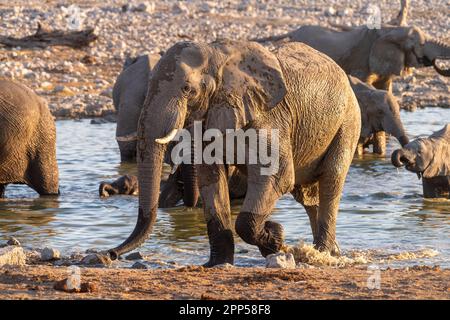 Eine Gruppe von Elefanten, die sich nach einem Bad in einem Wasserloch mit Schmutz bedecken. Etosha-Nationalpark, Namibia. Stockfoto