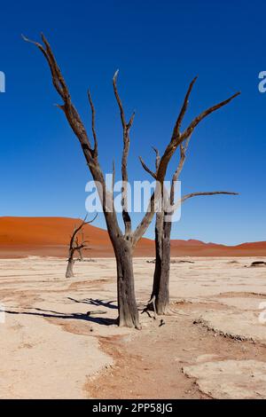 Berühmte tote Vlei mit toten Bäumen im Salzsee, Wüstenlandschaft Namib in Sossusvlei, Namib-Naukluft-Nationalpark, Namibia Stockfoto