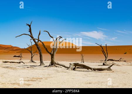 Berühmte tote Vlei mit toten Bäumen im Salzsee, Wüstenlandschaft Namib in Sossusvlei, Namib-Naukluft-Nationalpark, Namibia Stockfoto