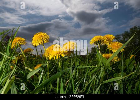 Erden, Deutschland. 22. April 2023. Der Löwenzahn blüht auf einer Wiese. Das Wetter soll sich in der Region dieses Wochenende ändern. Kredit: Harald Tittel/dpa/Alamy Live News Stockfoto