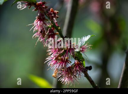 Erden, Deutschland. 22. April 2023. Knospen eines Pfirsichs auf einem erdnahen Zweig. Kredit: Harald Tittel/dpa/Alamy Live News Stockfoto