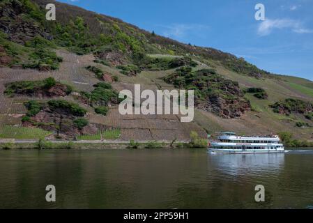 Erden, Deutschland. 22. April 2023. Das Ausflugsboot 'Moselkönigin' passiert bei gutem Wetter den Weinberg 'Erdener Treppchen'. Das Wetter soll sich in der Region am Wochenende ändern. Kredit: Harald Tittel/dpa/Alamy Live News Stockfoto