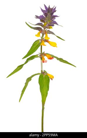 Melampyrum nemorosum Blume auf weißem Hintergrund Stockfoto